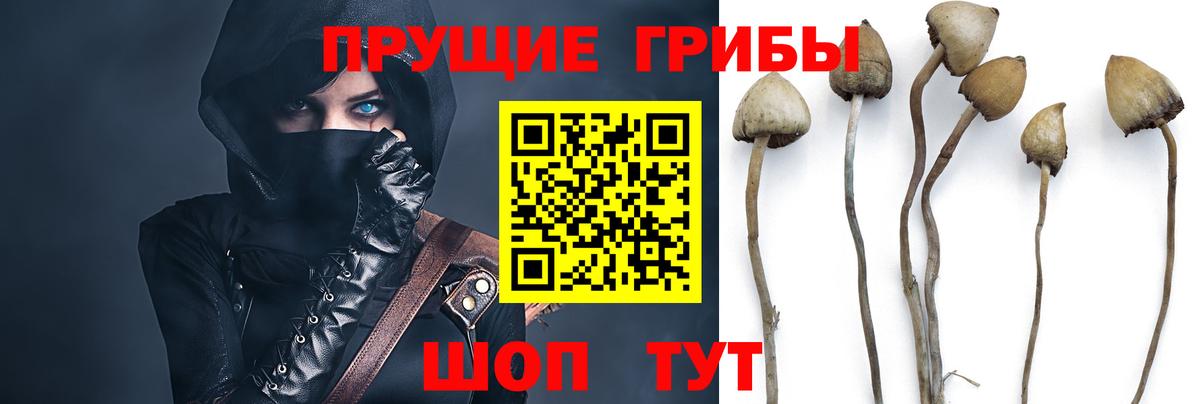 Псилоцибиновые грибы мицелий Екатеринбург